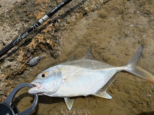 メッキの釣果