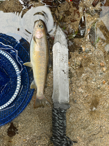 イワナの釣果