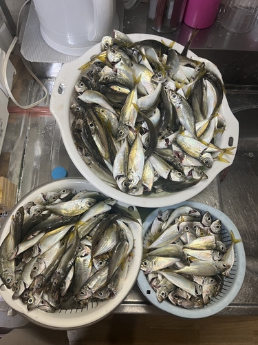 アジの釣果