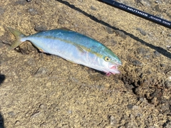 イナダの釣果