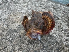 オニオコゼの釣果