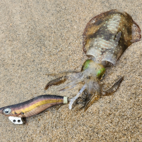 アオリイカの釣果