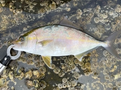 ショゴの釣果