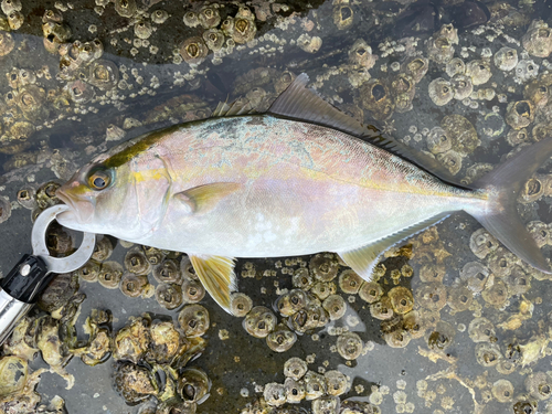 ショゴの釣果