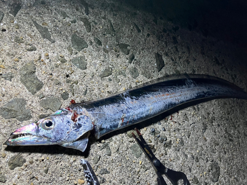 タチウオの釣果