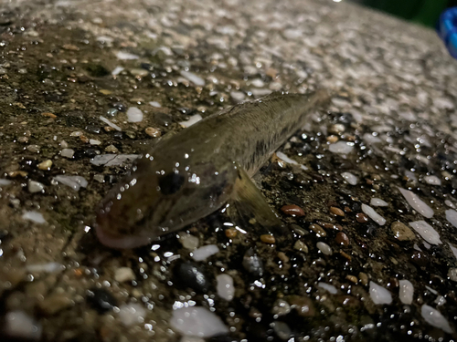 マハゼの釣果