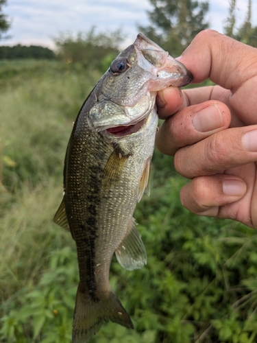 ラージマウスバスの釣果