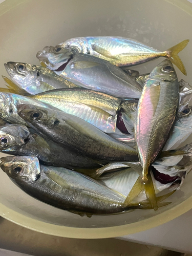 アジの釣果