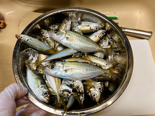 アジの釣果