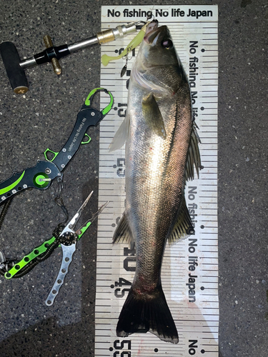 シーバスの釣果