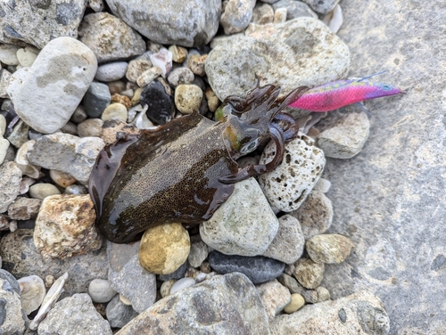 アオリイカの釣果