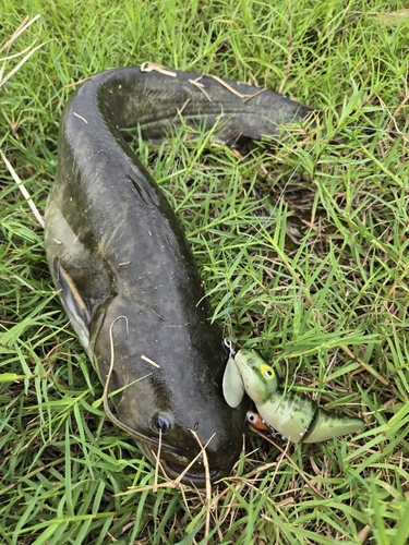 ナマズの釣果