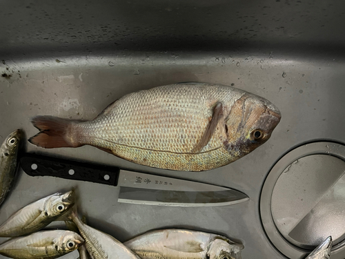 マダイの釣果