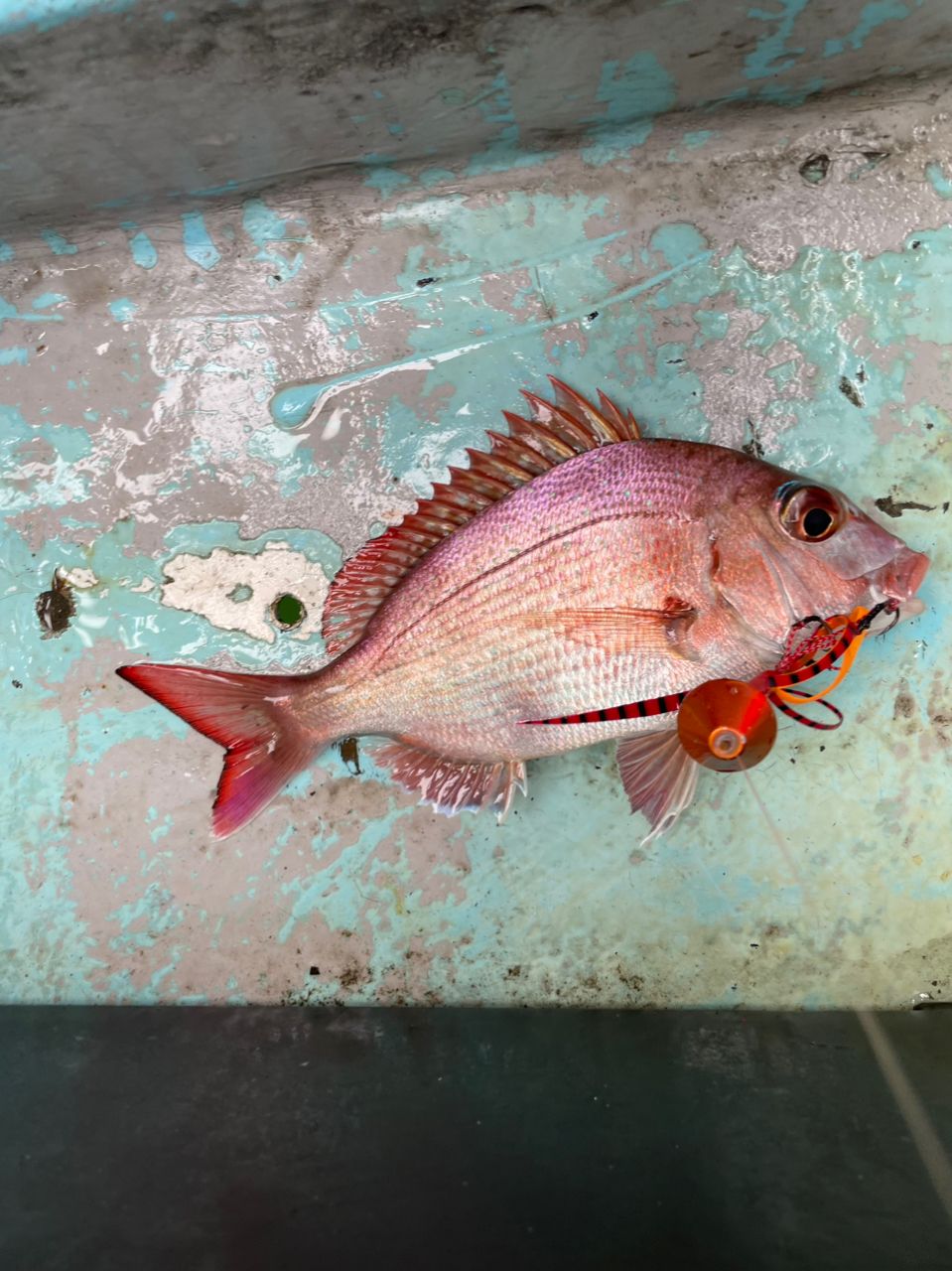 ジギング見習いさんの釣果 2枚目の画像