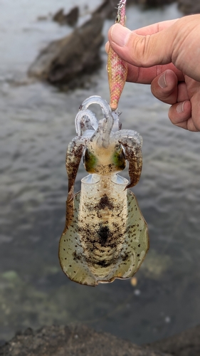 アオリイカの釣果