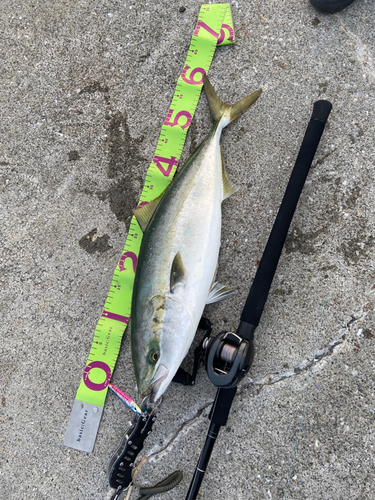 イナダの釣果