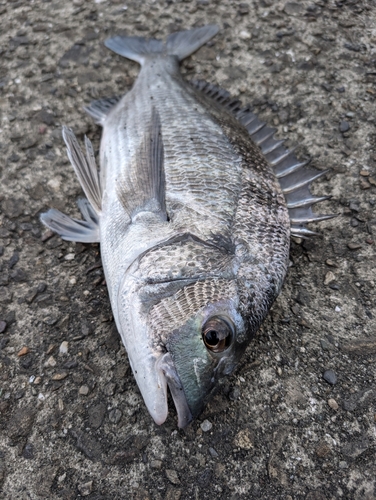 ヒョウタイの釣果