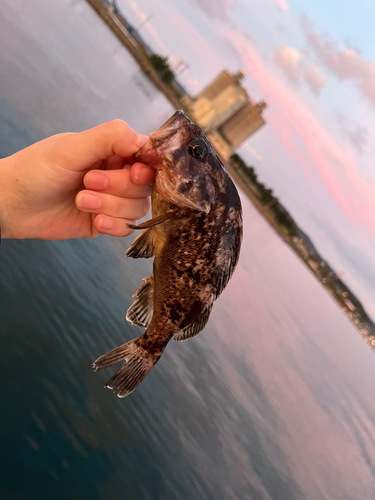 クロソイの釣果