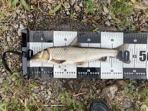 ニゴイの釣果