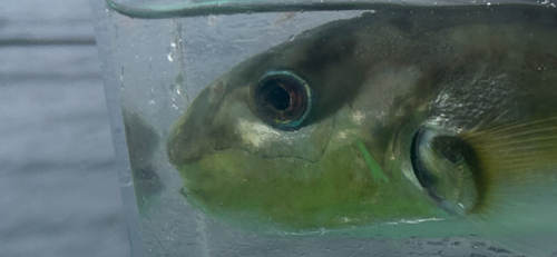 シロサバフグの釣果