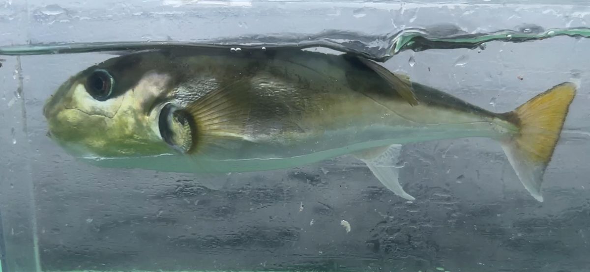 コッスーFさんの釣果 2枚目の画像