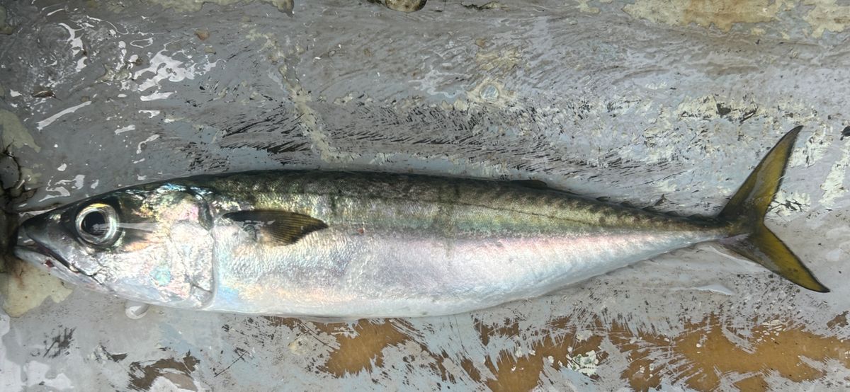 コッスーFさんの釣果 2枚目の画像