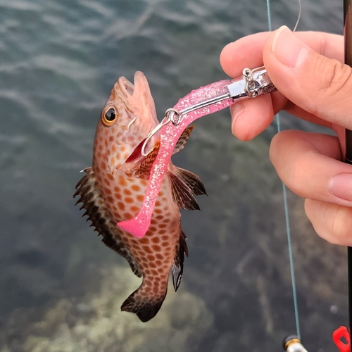 オオモンハタの釣果