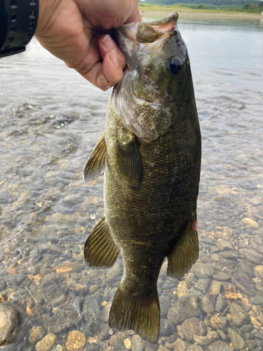 スモールマウスバスの釣果