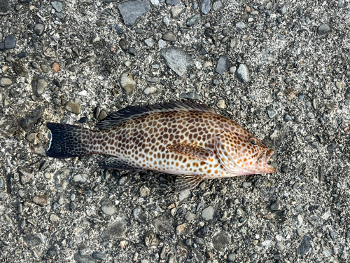 オオモンハタの釣果