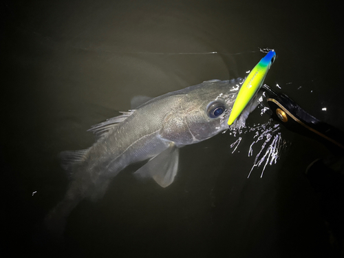 ニゴイの釣果