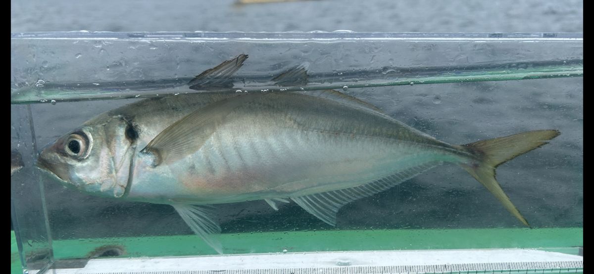 コッスーFさんの釣果 2枚目の画像