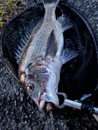 チヌの釣果