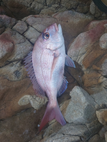 マダイの釣果