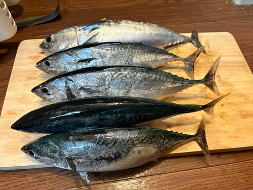 ソウダガツオの釣果