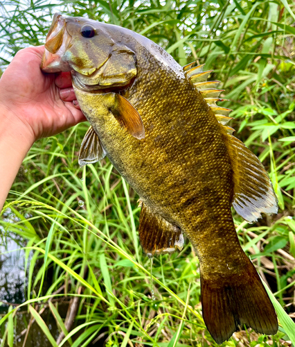 スモールマウスバスの釣果