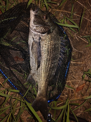 チヌの釣果