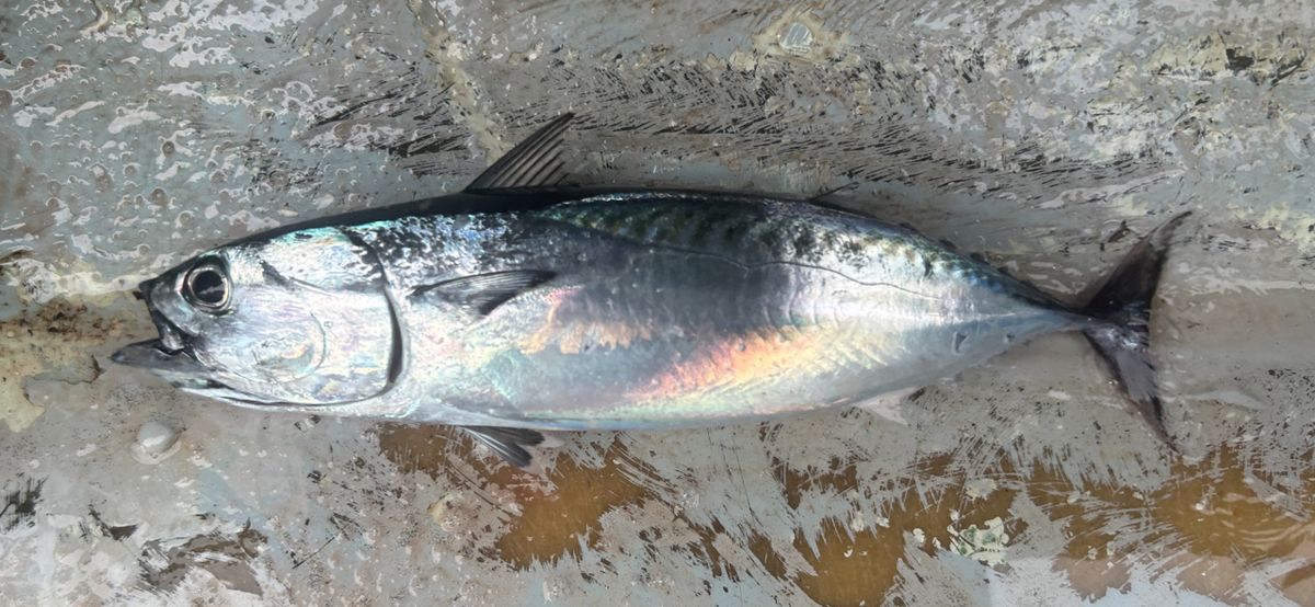 コッスーFさんの釣果 2枚目の画像