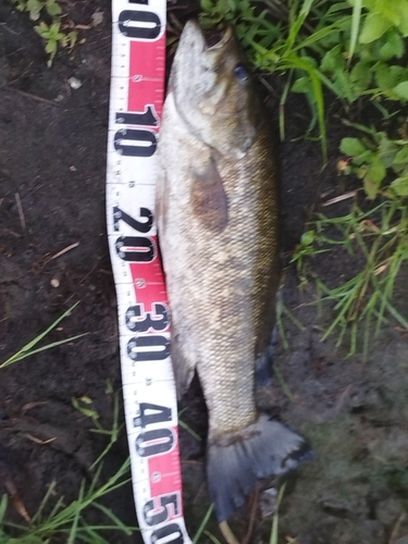 スモールマウスバスの釣果