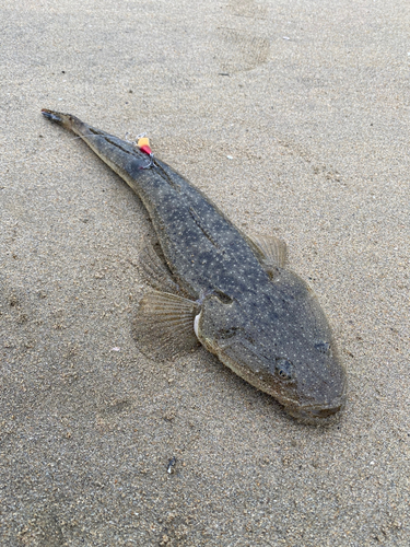 マゴチの釣果