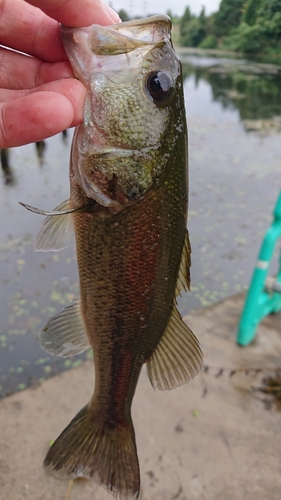 ラージマウスバスの釣果