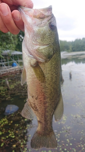 ラージマウスバスの釣果