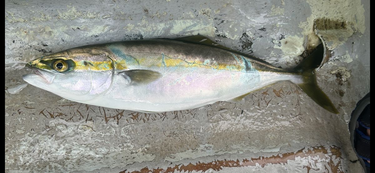 コッスーFさんの釣果 2枚目の画像