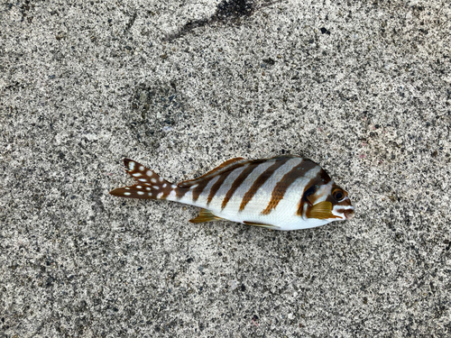 タカノハダイの釣果