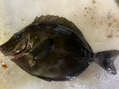 ニザダイの釣果