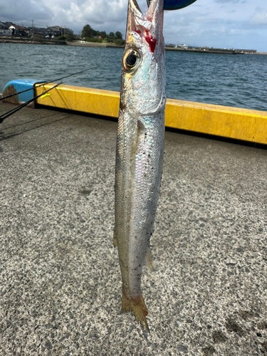 カマスの釣果