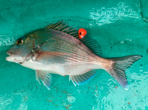 マダイの釣果