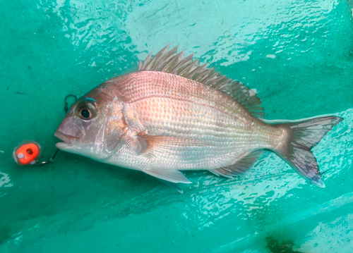 マダイの釣果