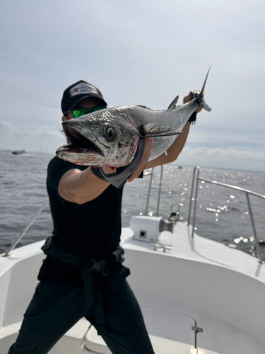 サワラの釣果