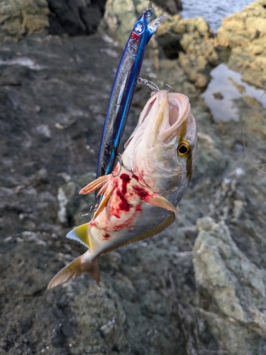 ネリゴの釣果