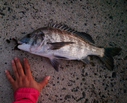 クロダイの釣果